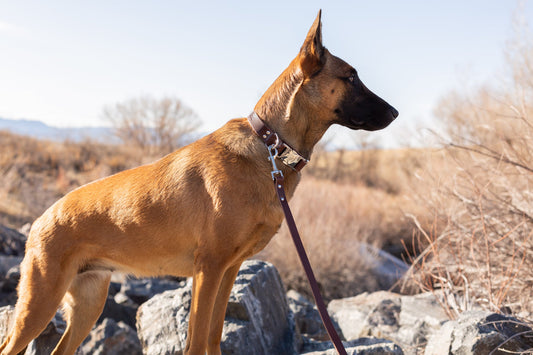Modern Style Quick-Release Leather Dog Collar - Chocolate