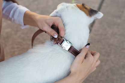 Pro Line Quick-Release Dog Collar with Metal Buckle - Chocolate Leather w/ White Stitching