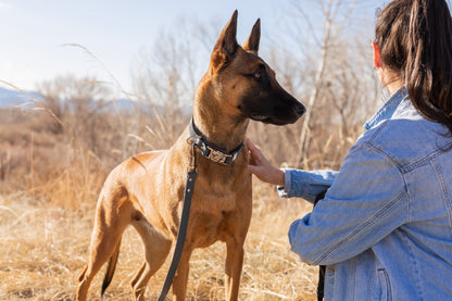 Modern Style Quick-Release Leather Dog Collar - Blue Jeans