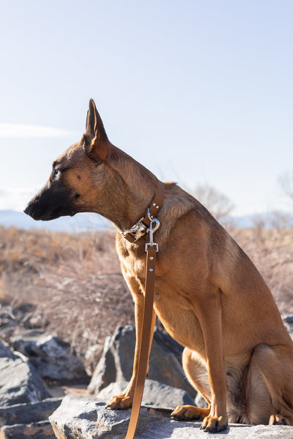 Modern Style Leather Leash - Earth Brown